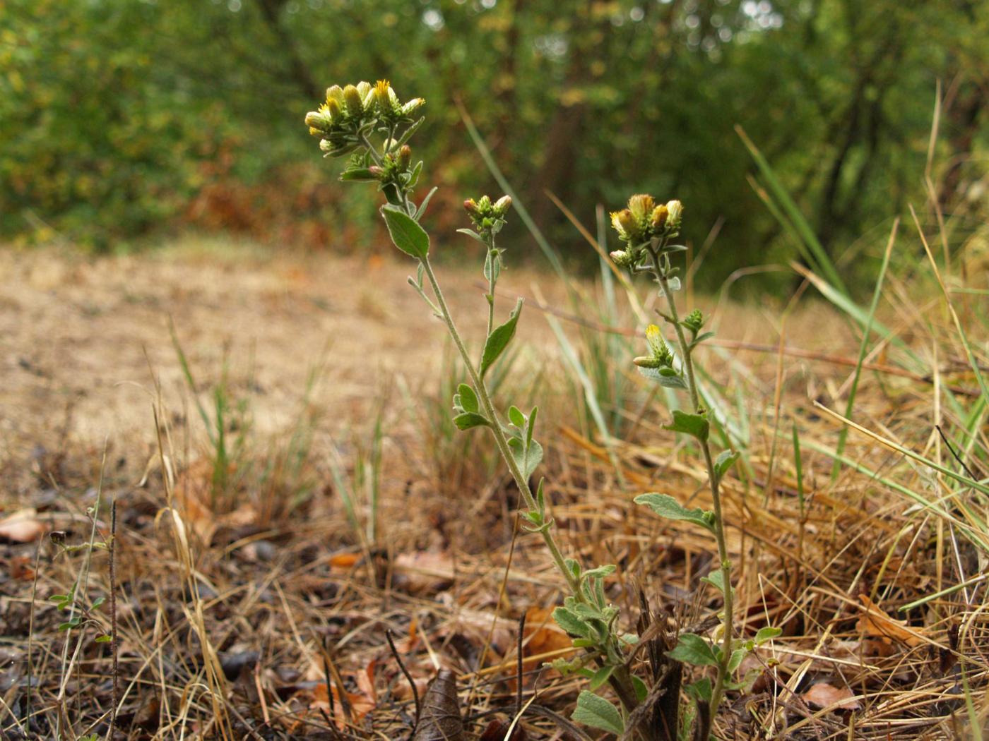 Ploughman's Spikenard plant